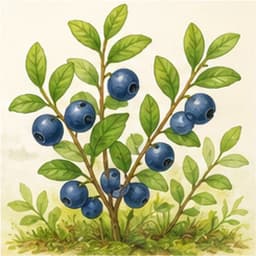 черника